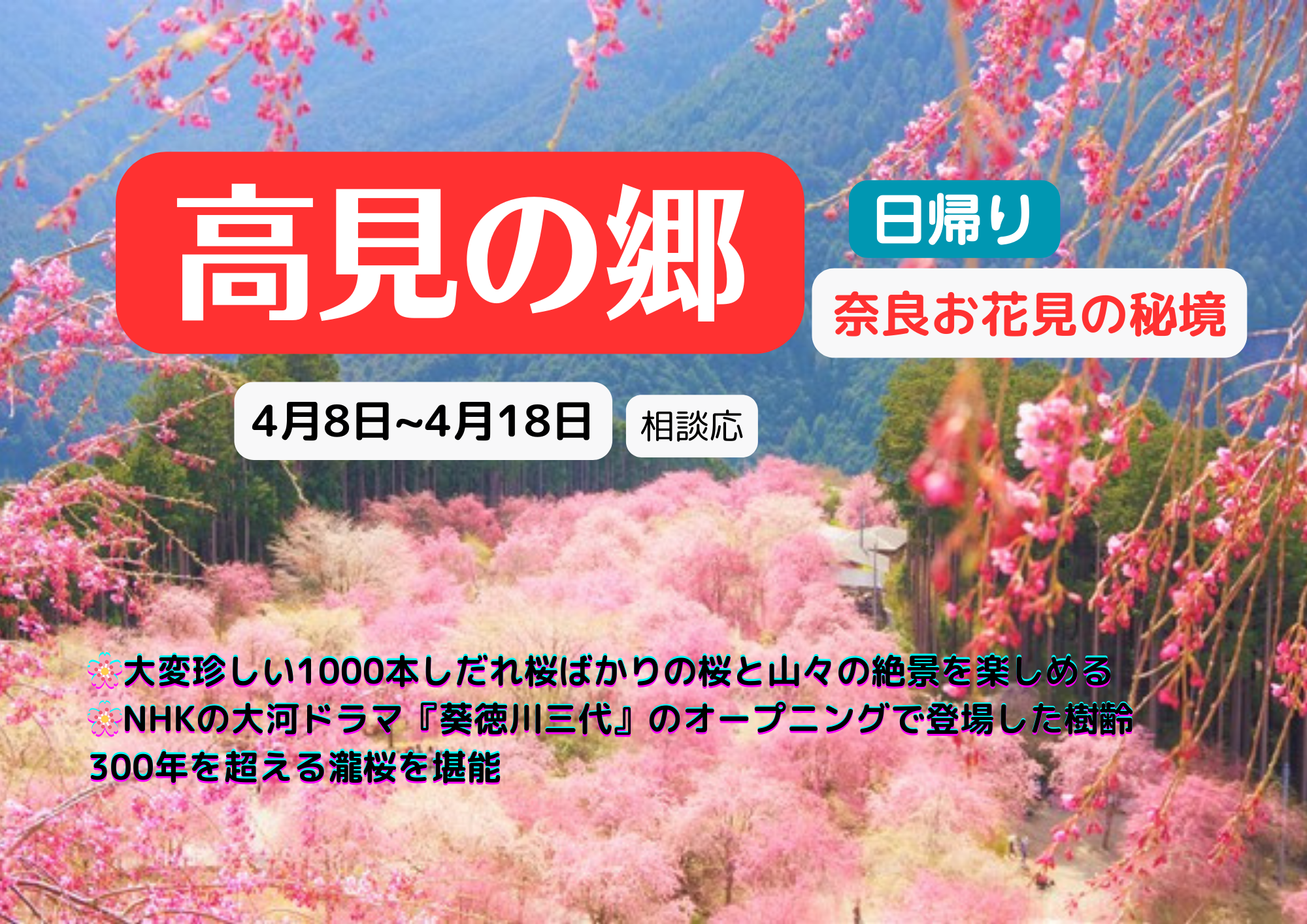 【奈良お花見の秘境】高見の郷＆又兵衛桜　満喫ツアー